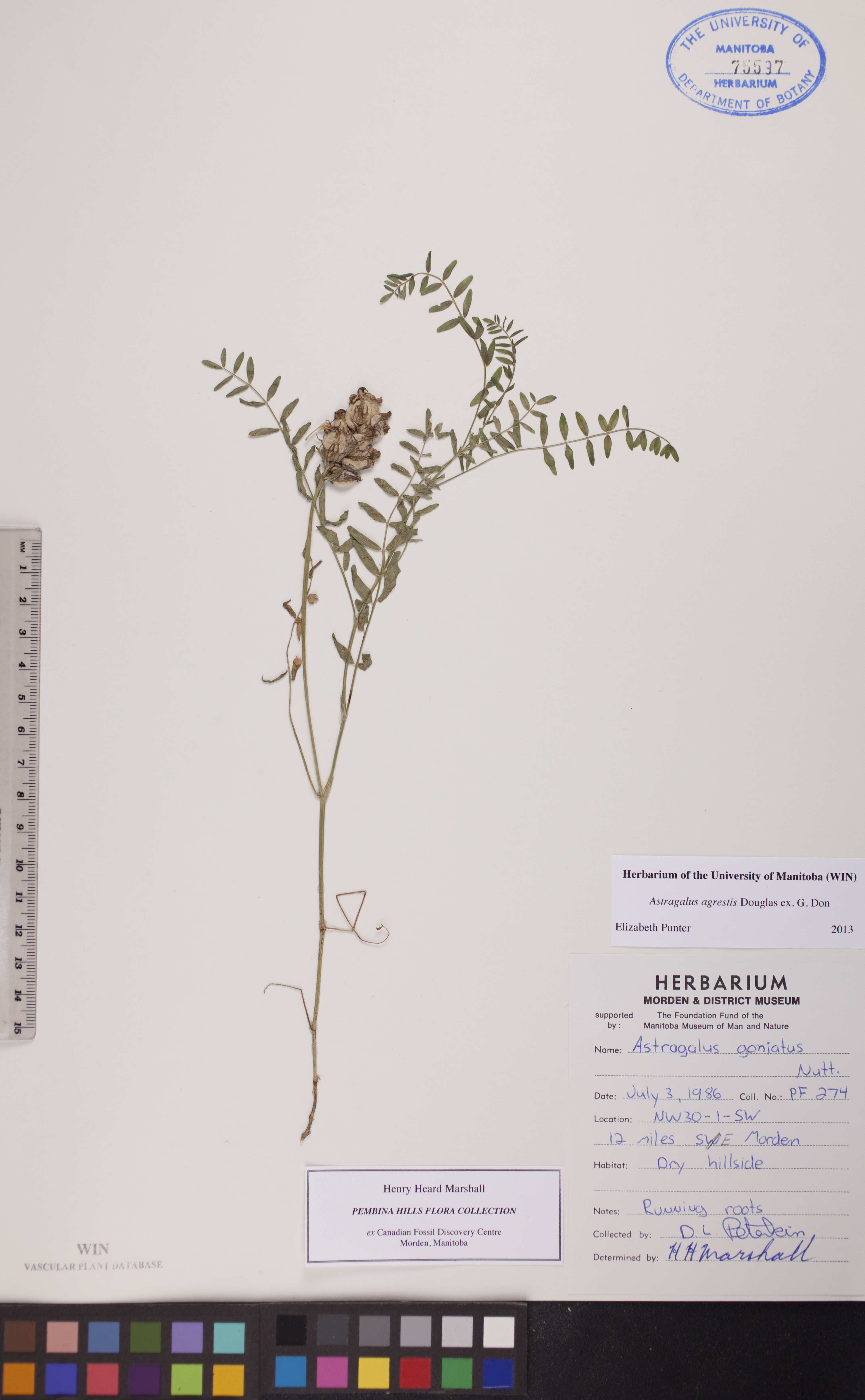 Astragalus agrestis image